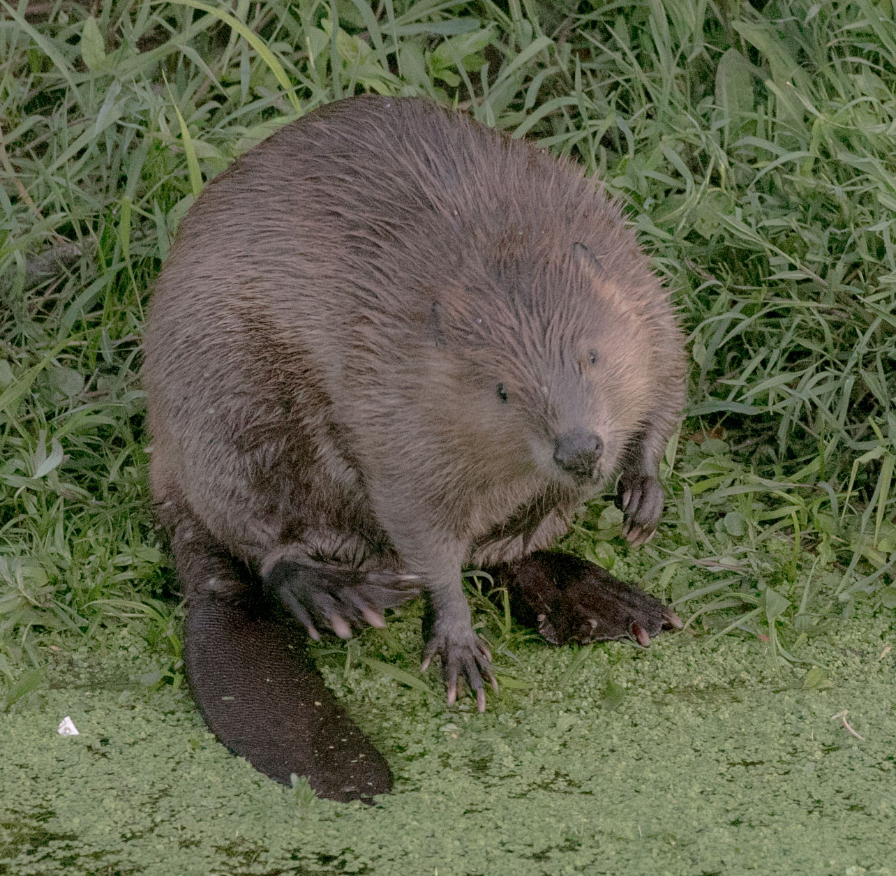 Beaver Lodge